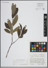 Foto von Salix atrocinerea Brot.